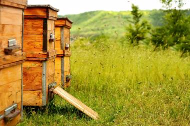 Bienenbeuten in der Natur