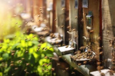 Bienen im Anflug auf Beuten