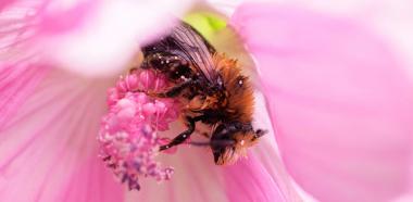 Biene in rosa Blüte