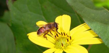 Biene auf gelber Blüte