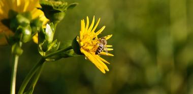 Biene auf gelber Blüte