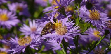 Biene auf lila Blüte