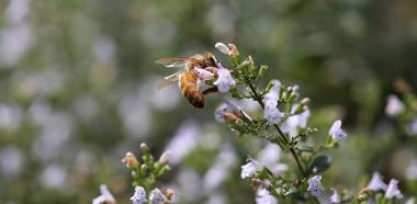 Biene auf Minzblüte