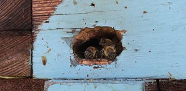 Bienen am Flugloch