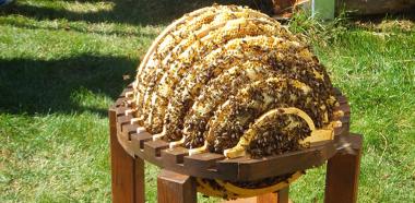 Bienenkugel