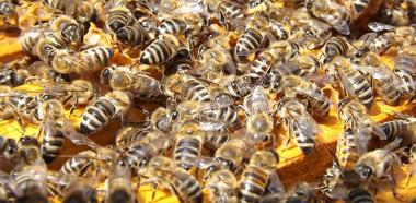 Bienenschwarm