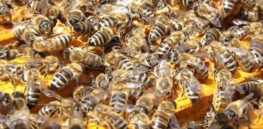 Bienenschwarm