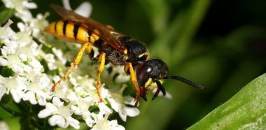 Europäischer Bienenwolf