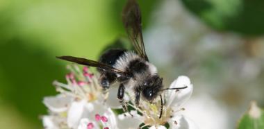 Graue Sandbiene auf Aroniablüte