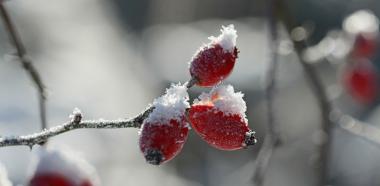 Hagebutte im Schnee