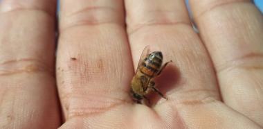 Biene auf einer Hand