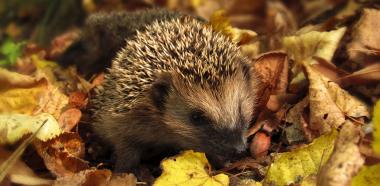 Igel zwischen Herbstblättern