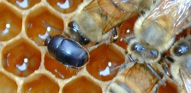 Kleiner Beutenkäfer auf Bienenwabe