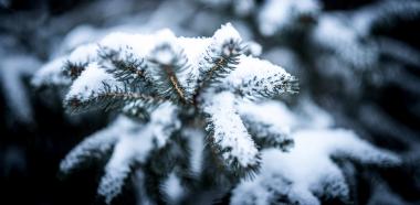 Schneebedeckter Nadelbaum