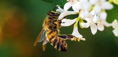 Biene auf weißer Blüte