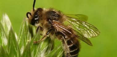 Bluweiderich-Sägehornbiene