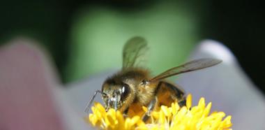 Biene auf Blüte