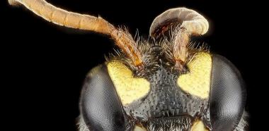 Makroaufnahme einer Biene von Sam Droege