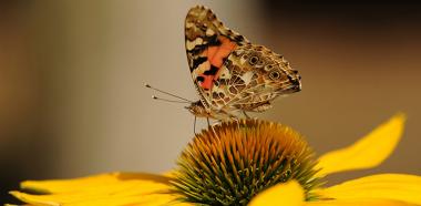 Schmetterling auf gelber Blume