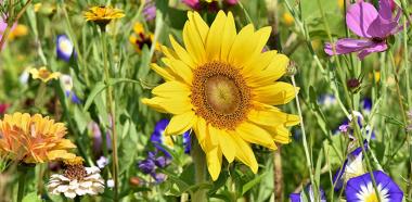 Sonnenblume auf einer Blumenwiese