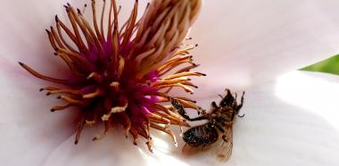 Tote Biene in einer Blüte