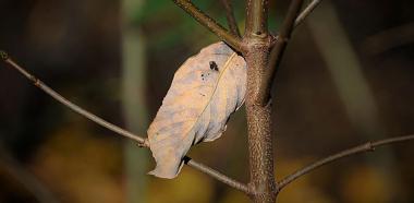 Abgestorbenes Blatt