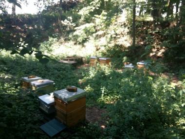 Bienenvölker an meienm Standort in Saal/Donau