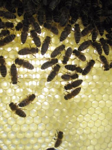 neu gebaute Wabe mit Bienen