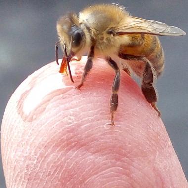 Biene schleckt Honig von der Fingerkuppe