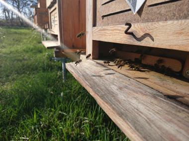 Bienen