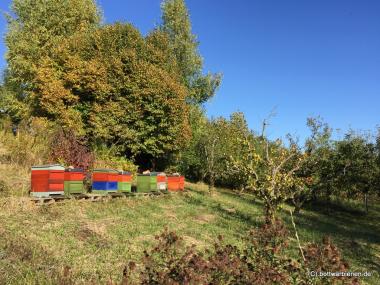 Bottwarbienen am Bienenstand