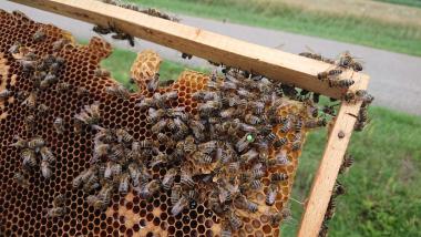 Bienenableger von 2019