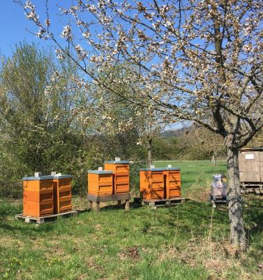 Bienenstand