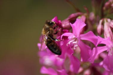 ....unsere schönste Biene