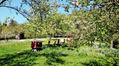 Bienenstandort