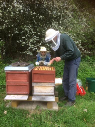 Bei der Arbeit an den Bienen