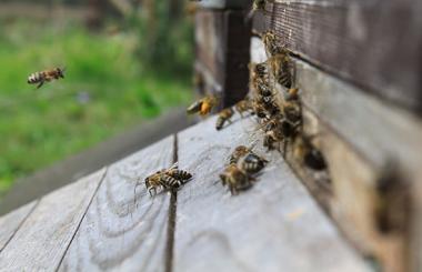 Geschäftiges Treiben der Bienen am Flugloch.