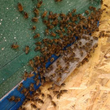 Bienen am Flugloch