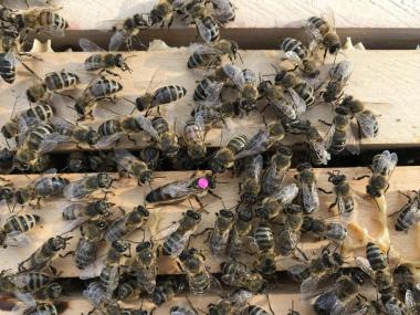 Junge Bienenkönigin mit ihrem Hofstaat.