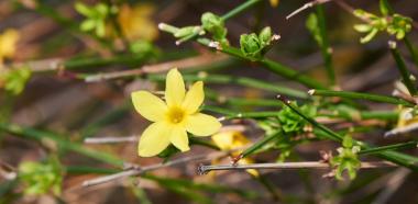 Blüte des Winterjasmins