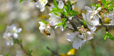 Biene an Mandelblüte