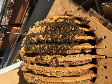 Bienenkugel auf der Terrasse 