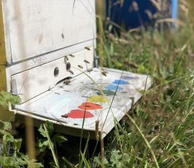 Eindrücke vom Bienenstand