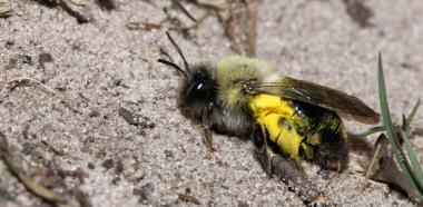 Eine Dunkle Weidensandbiene im Sand