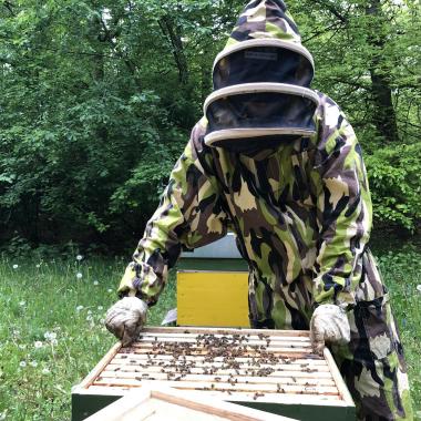 Durchsicht der Bienen II