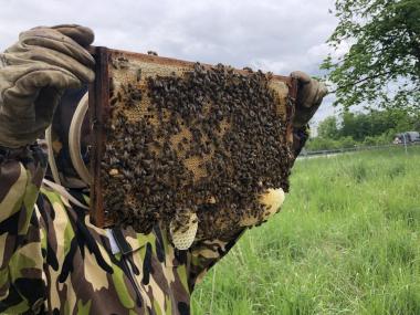 Durchsicht der Bienen