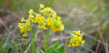 Goldgelbe Schlüsselblume in einer Wiese