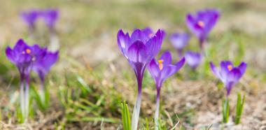 Lilafarbene Krokusse in einer Wiese