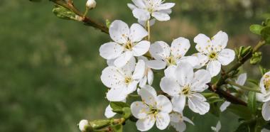 Blüten einer Süßkirsche