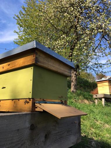 Bienenstock